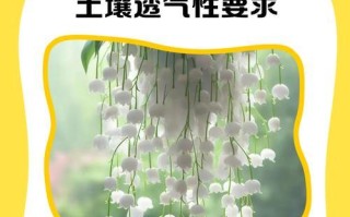 如何配制吊兰的土以促进健康生长（掌握正确的土配比，打造适合吊兰生长的土壤）
