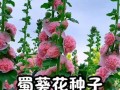种植花草种子的步骤与技巧（从花草种子到绚丽花海，你需要了解的全部知识）