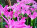 风雨兰花期详解（探究风雨兰的生长特点与开花时间）