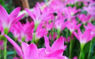 风雨兰花期详解（探究风雨兰的生长特点与开花时间）