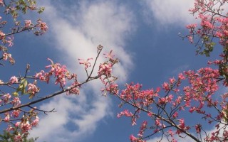 探索异木棉生长的控制方法（保持异木棉生长的合理性与美观度）