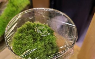 培育以苔藓为主的榕树盆景（苔藓之美，榕树之灵——打造独特而生机勃勃的盆景艺术）