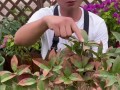 桂花叶子卷了？来了解一下桂花叶卷病的原因与防治方法