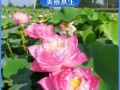 以家养观赏荷花，打造私家花园的小技巧（种植荷花，营造家庭花园的美丽景致）