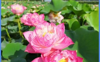 以家养观赏荷花，打造私家花园的小技巧（种植荷花，营造家庭花园的美丽景致）