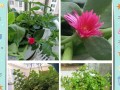 怎样养殖牡丹吊兰才能更旺盛？（学会这些技巧，让你的牡丹吊兰茁壮成长）