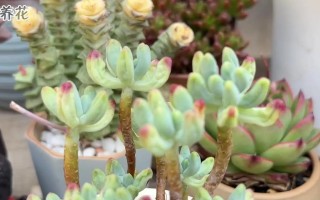 多肉养护（探究多肉植物的浇水习惯及注意事项）