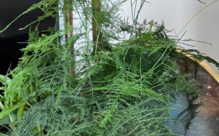 如何修理文竹（一步步教你修复受损的文竹植物）