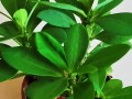 修剪高过度的刺梅（让刺梅重新焕发生机，合理修剪是关键）