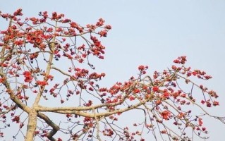 木棉树的生长环境条件和特点（探究木棉树的适宜环境、生长特点及应用价值）