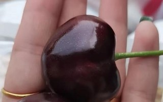 揭秘小樱桃的成熟和上市时间（了解小樱桃的生长和收成，挑选最优质的鲜果）