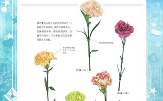 康乃馨究竟是两性花吗？（探秘康乃馨的性别特征与传说）