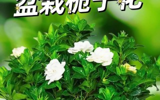 栀子花的养护指南（打造健康美丽的栀子花园）