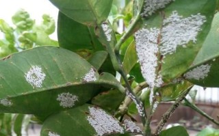 万寿菊白粉病的治疗方法与注意事项（有效防治万寿菊白粉病的关键要点）