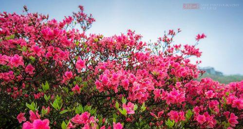 野生杜鹃——珍贵的保护植物（探秘野生杜鹃的生态环境及保护措施）-第1张图片-绿意生活