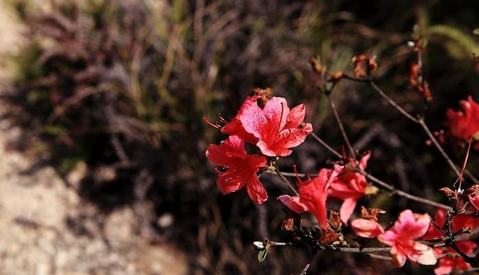 野生杜鹃——珍贵的保护植物（探秘野生杜鹃的生态环境及保护措施）-第3张图片-绿意生活