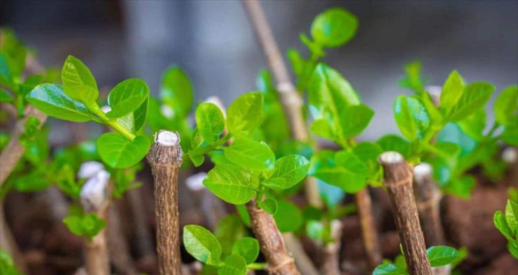 快速生根粉浇花使用方法详解（科学浇水，让花草根系更稳固）-第3张图片-绿意生活