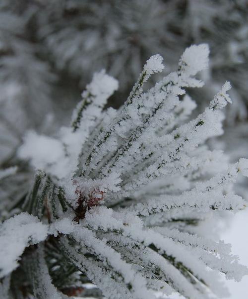 选择合适的肥料让你的雪松树茁壮成长（了解雪松树的肥料需求，让它们健康成长）-第1张图片-绿意生活