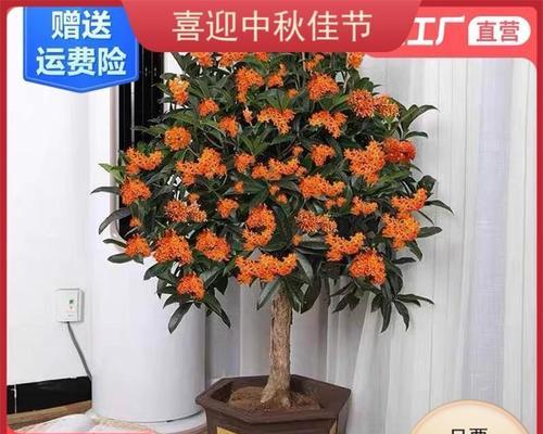 四季开花的木本植物花卉盛放（探寻四季皆有花的木本植物，美化生活美好生活）-第1张图片-绿意生活