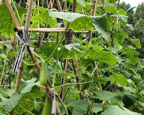 夏季适宜种植的黄瓜品种与注意事项（夏季种植黄瓜有哪些需要注意的问题？）-第2张图片-绿意生活