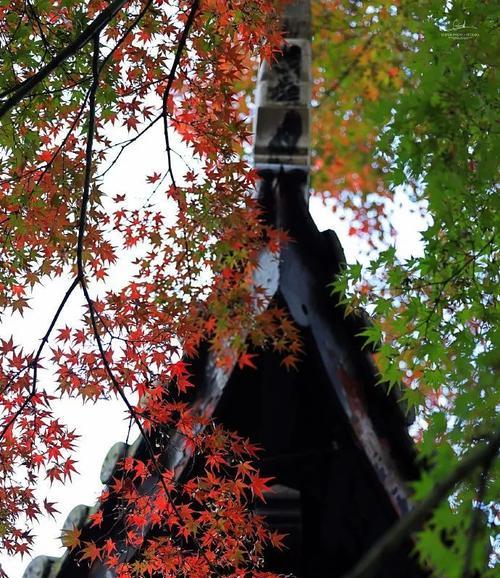 家居风水，红枫树的好处（神秘的红枫树，为您带来财运和平安）-第3张图片-绿意生活