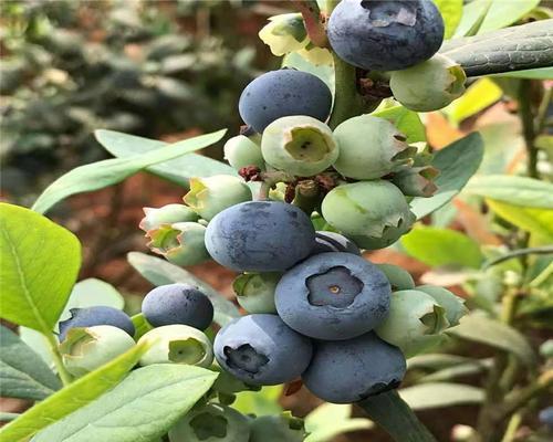 蓝莓生长全过程（从萌芽到成熟，一起了解蓝莓生长的奥秘）-第1张图片-绿意生活