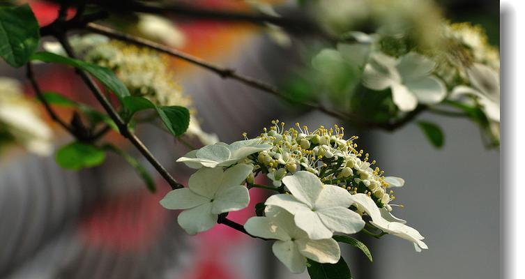 扬州市花琼花的象征与寓意（探寻扬州市花琼花的历史和文化内涵）-第1张图片-绿意生活