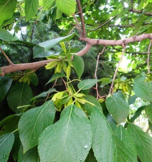 杜仲开花之观察与解析（探究杜仲的花朵特征和生长规律）-第2张图片-绿意生活