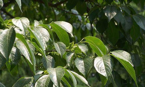 杜仲开花之观察与解析（探究杜仲的花朵特征和生长规律）-第1张图片-绿意生活