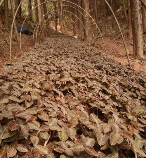 野生金线莲的生长环境及条件（探寻金线莲的自然栖息地）-第1张图片-绿意生活