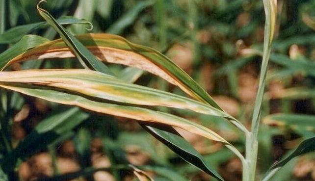 姜并非双子叶植物（揭秘姜的真实身份，科学家破解谜团）-第2张图片-绿意生活