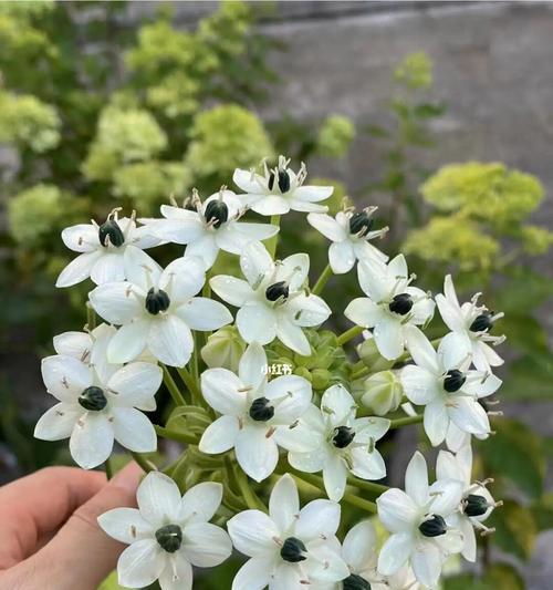 探秘伯利恒之星的花语（花中之王，远古的象征）-第3张图片-绿意生活