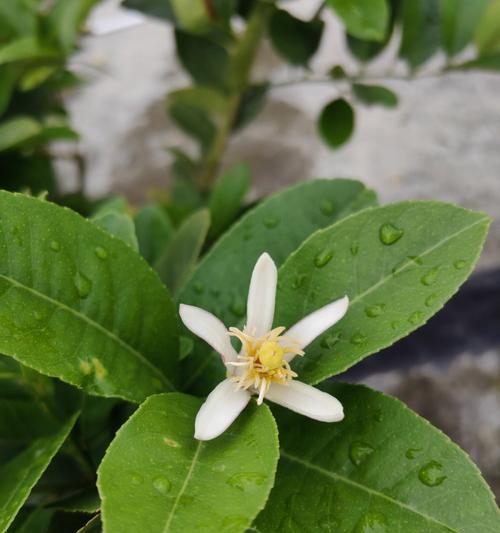 柠檬树花期及开花时间详解（了解柠檬树的花期，掌握开花时间，品尝新鲜柠檬）-第1张图片-绿意生活