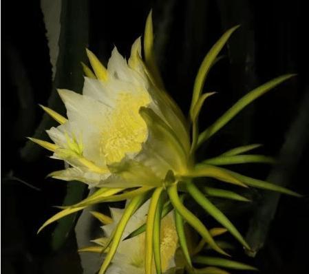 火龙果开花时间及成熟年限（从花期到结果，全面解析火龙果生长过程）-第1张图片-绿意生活