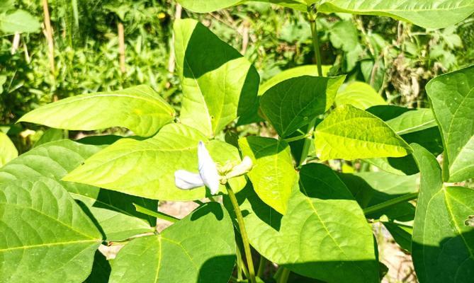 豆角摘心打顶的时间和方法（根据生长情况，科学定时摘心打顶豆角的技巧）-第1张图片-绿意生活