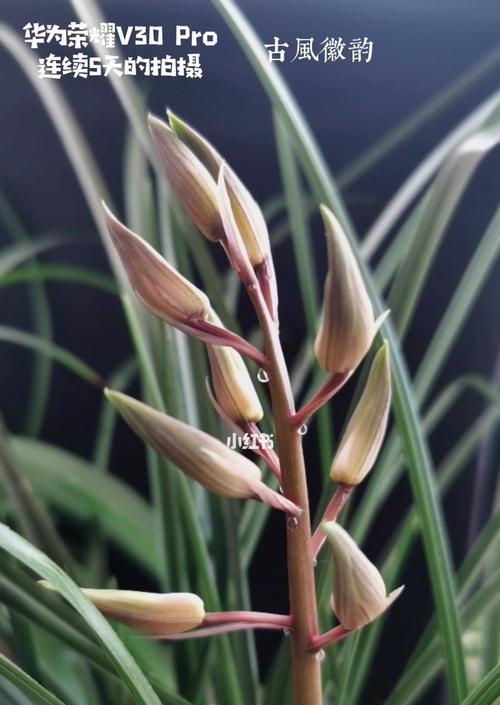 黄兰花开花频率（探究黄兰花的开花周期及开花时间）-第3张图片-绿意生活