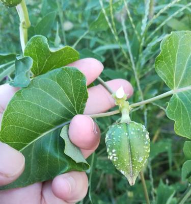 了解攀缘茎植物的秘密，打造绿色家园（了解攀缘茎植物的秘密，打造绿色家园）-第1张图片-绿意生活