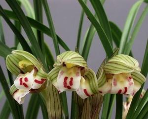 春兰花语-一年开几次花？（探秘春兰花的开花特点及栽培方法）-第2张图片-绿意生活