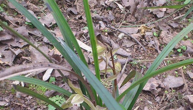 野生兰草的保护与重建（保护植物，共建美好家园）-第1张图片-绿意生活