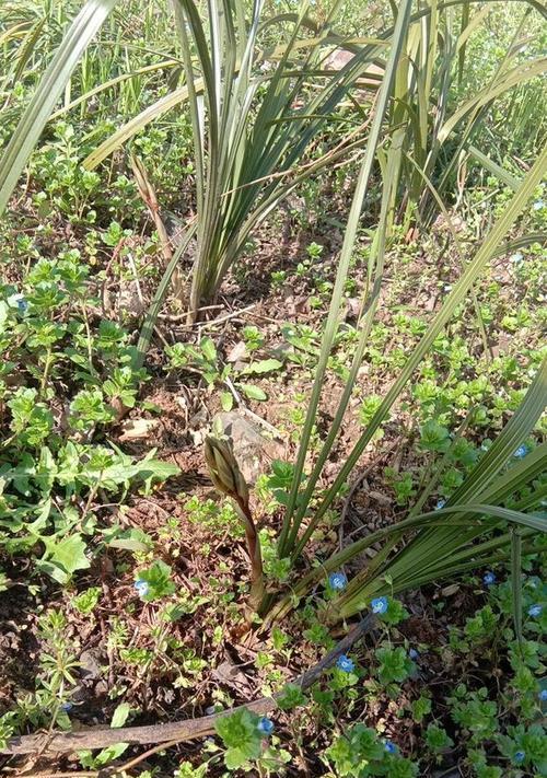 野生兰草的保护与重建（保护植物，共建美好家园）-第3张图片-绿意生活