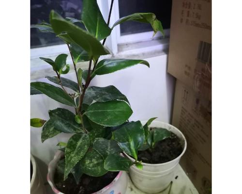 茶叶花不开花怎么办？——解决茶叶花不开花的问题-第3张图片-绿意生活