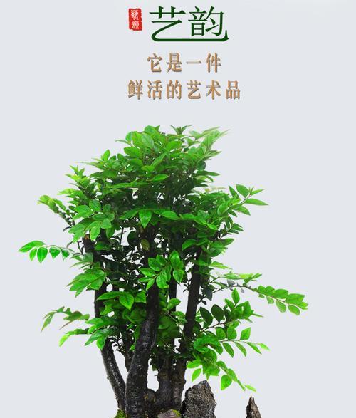 小叶紫檀盆栽的种植方法（从选材到养护，让你的小叶紫檀更健康）-第2张图片-绿意生活