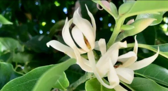 探秘白兰花的开花季节（白兰花开花月份、开花时间及繁殖方法）-第2张图片-绿意生活