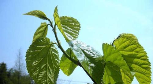 探秘桑树开花结果之谜（揭开桑树开花条件、时间和产量的秘密）-第1张图片-绿意生活