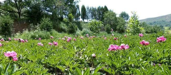 芍药种植亩产量、利润一览（揭秘芍药种植亩产量高低及利润分析，芍药种植技巧和注意事项）-第2张图片-绿意生活