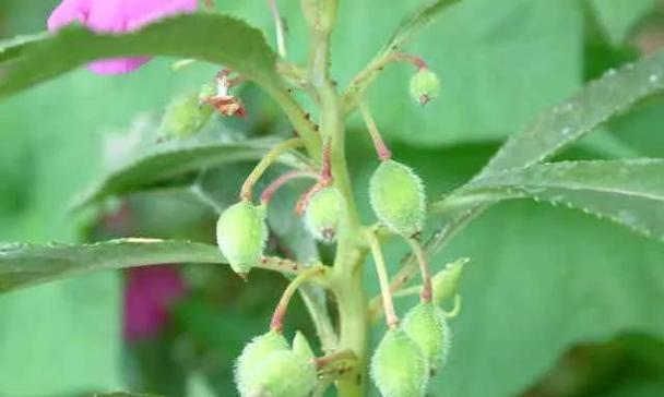 凤仙花种植全攻略（从选择时机到养护技巧，让您成为凤仙花高手）-第2张图片-绿意生活