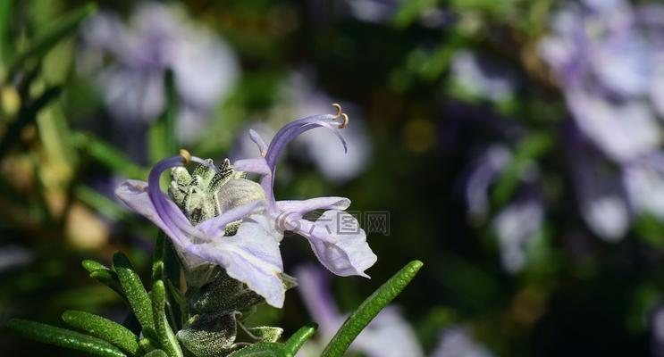 迷迭香开花时间及花期特点（探寻迷迭香花期，了解花期特点）-第3张图片-绿意生活