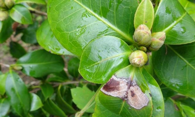 茶花树叶子发黄，如何拯救？（茶花树叶黄的原因分析及解决方法）-第2张图片-绿意生活