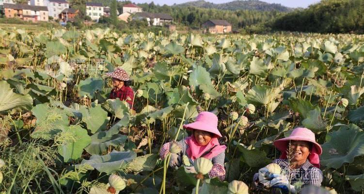 莲子采摘季节（莲子成熟的季节是什么时候？莲子采摘需要注意些什么？）-第2张图片-绿意生活