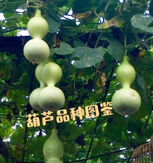 水葫芦，一种水生植物（特点、生长环境、药用价值等）-第1张图片-绿意生活